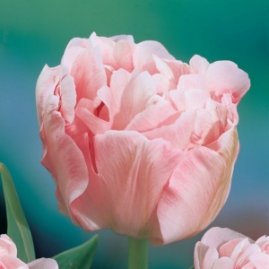 TULP Angelique