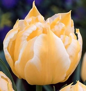 TULP Monte Sweet