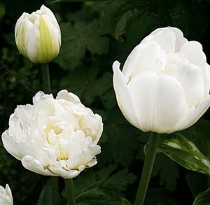 TULP Up White