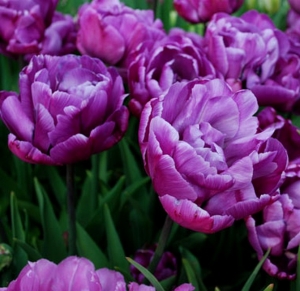 TULP Blue Diamond