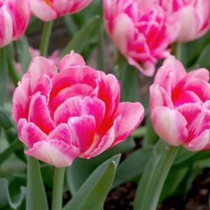 TULP Foxtrot