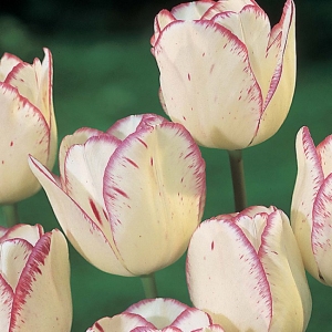 TULP Shirley