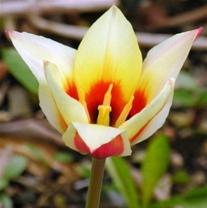 TULP Chopin