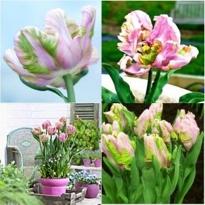 TULP Air