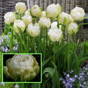 TULP Maureen Double