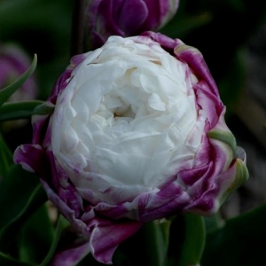 TULP Diamond Star