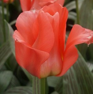 TULP Oratorio