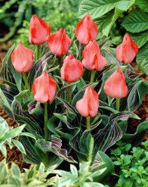 TULP Oratorio