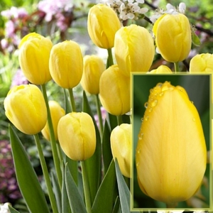 TULP Golden Oxford