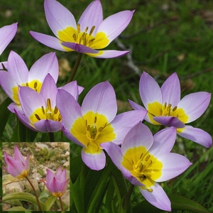 KALJUTULP saxatilis