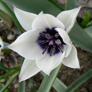 KAUNIS TULP Alba Coerulea