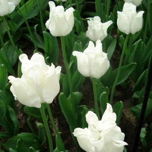 TULP White Liberstar