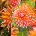 kAKTUSDAALIA Orange Turmoil