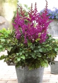 HIINA ASTILBE To Have and to Hold