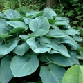 SINIHALL HOSTA Elegans