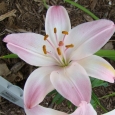 AASIA LIILIA Marlene