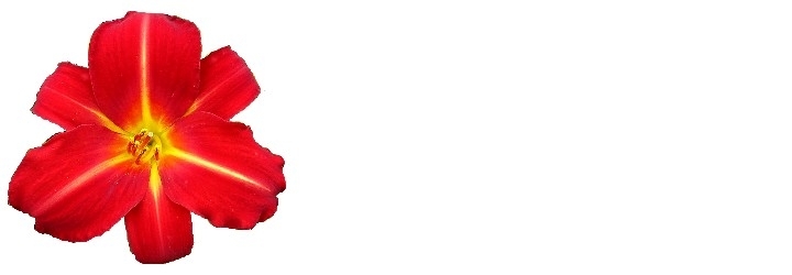 PÜSILILLEDE juurikad ja taimed PÜSILILLEDE juurikad ja taimed