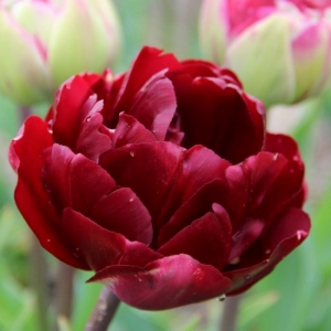 TULP Uncle Tom