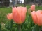 TULP Apricot Beauty