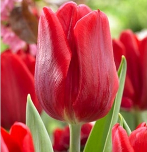 TULP Ruby Prince