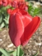 TULP Ruby Prince