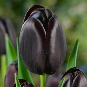 TULP Cafe Noir 