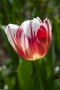 TULP World Expression