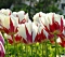 TULP World Expression