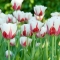 TULP World Expression