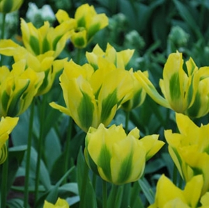 TULP Yellow Spring Green