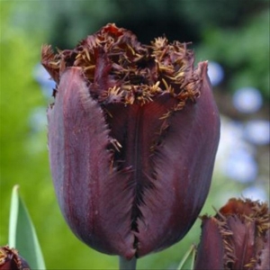 TULP Black Jewel