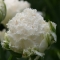 TULP Snow Crystal