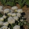 TULP Snow Crystal