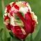 TULP Estella Rijnveld