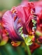 TULP Rococo