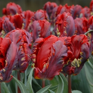 TULP Rococo  suurem pakk