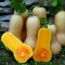 KEEGELKÕRVITS 'Waltham Butternut'