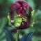 TULP Rai