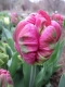 TULP Rai