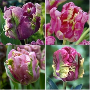 TULP Rai