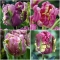 TULP Rai