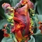 TULP Blumex