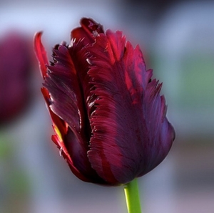 TULP Black Parrot