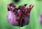 TULP Black Parrot