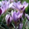 BOTAANILINE KROOKUS Spring Beauty 