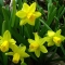 NARTSISS Tete a Tete