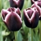 TULP Jackpot