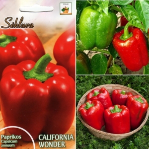 PAPRIKA 'California Wonder' 