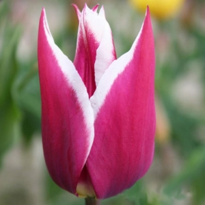 TULP Claudia