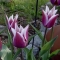 TULP Claudia